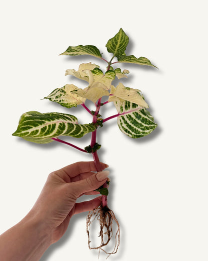 Iresine herbstii  Aureoreticulata ableger bewurzelt größenverhältnis
