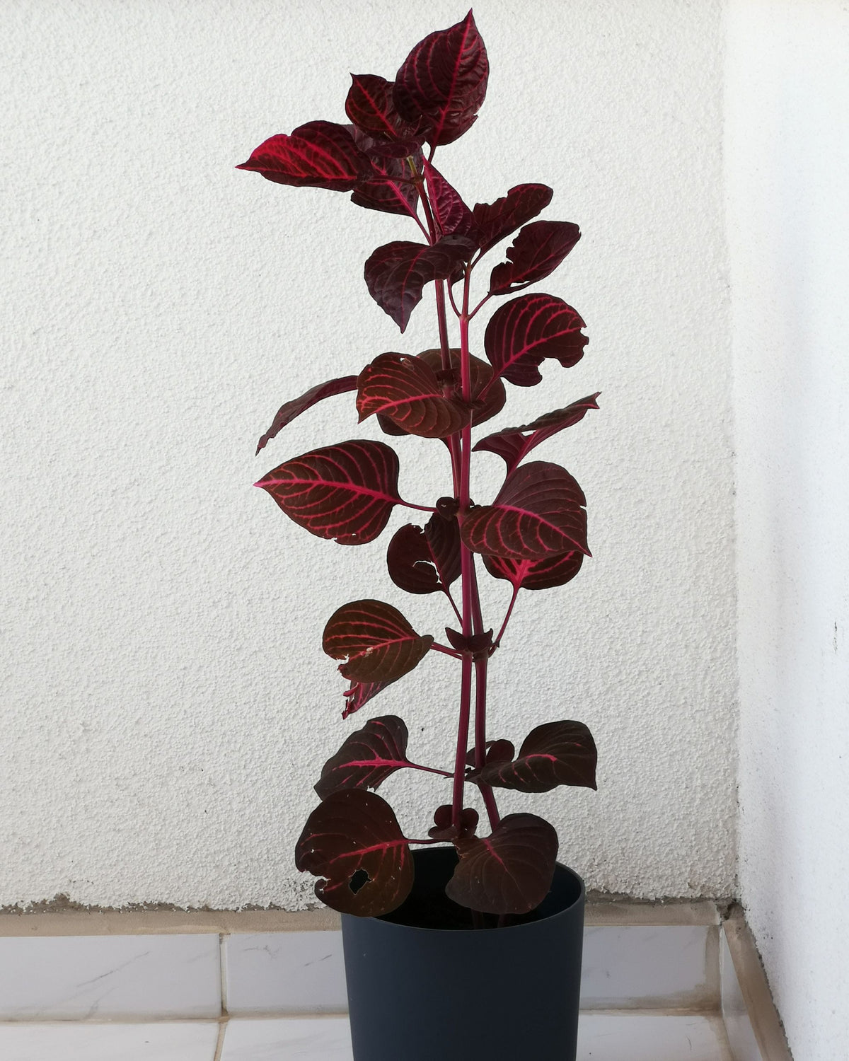 Iresine herbstii | bewurzelter Ableger
