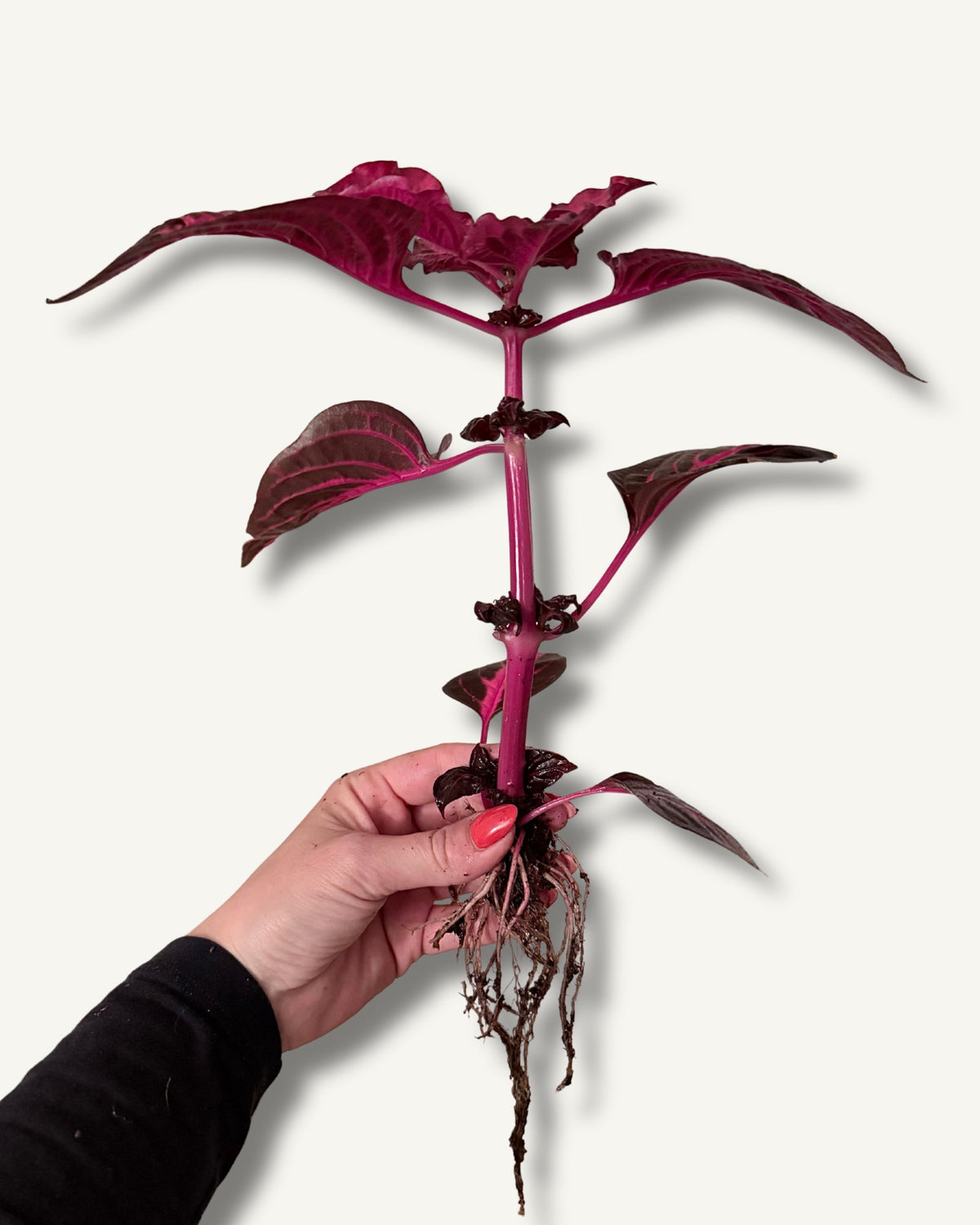 Iresine herbstii | bewurzelter Ableger