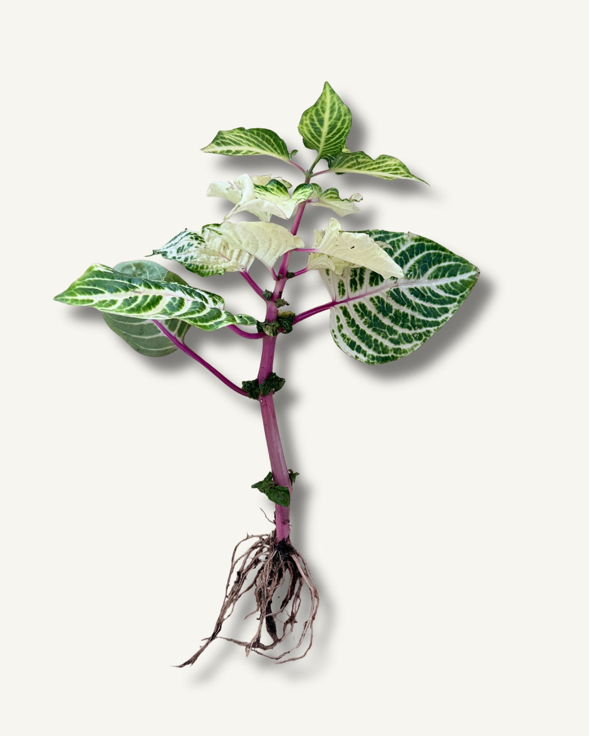 Iresine herbstii  Aureoreticulata ableger bewurzelt