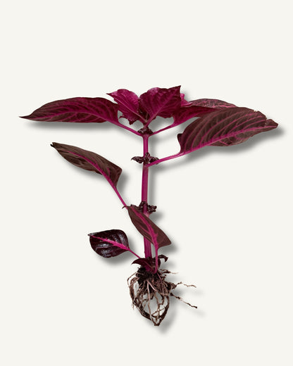 Iresine herbstii | bewurzelter Ableger