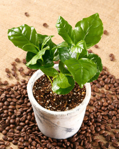 Coffea arabica – Blattstruktur und Adern (Detail)