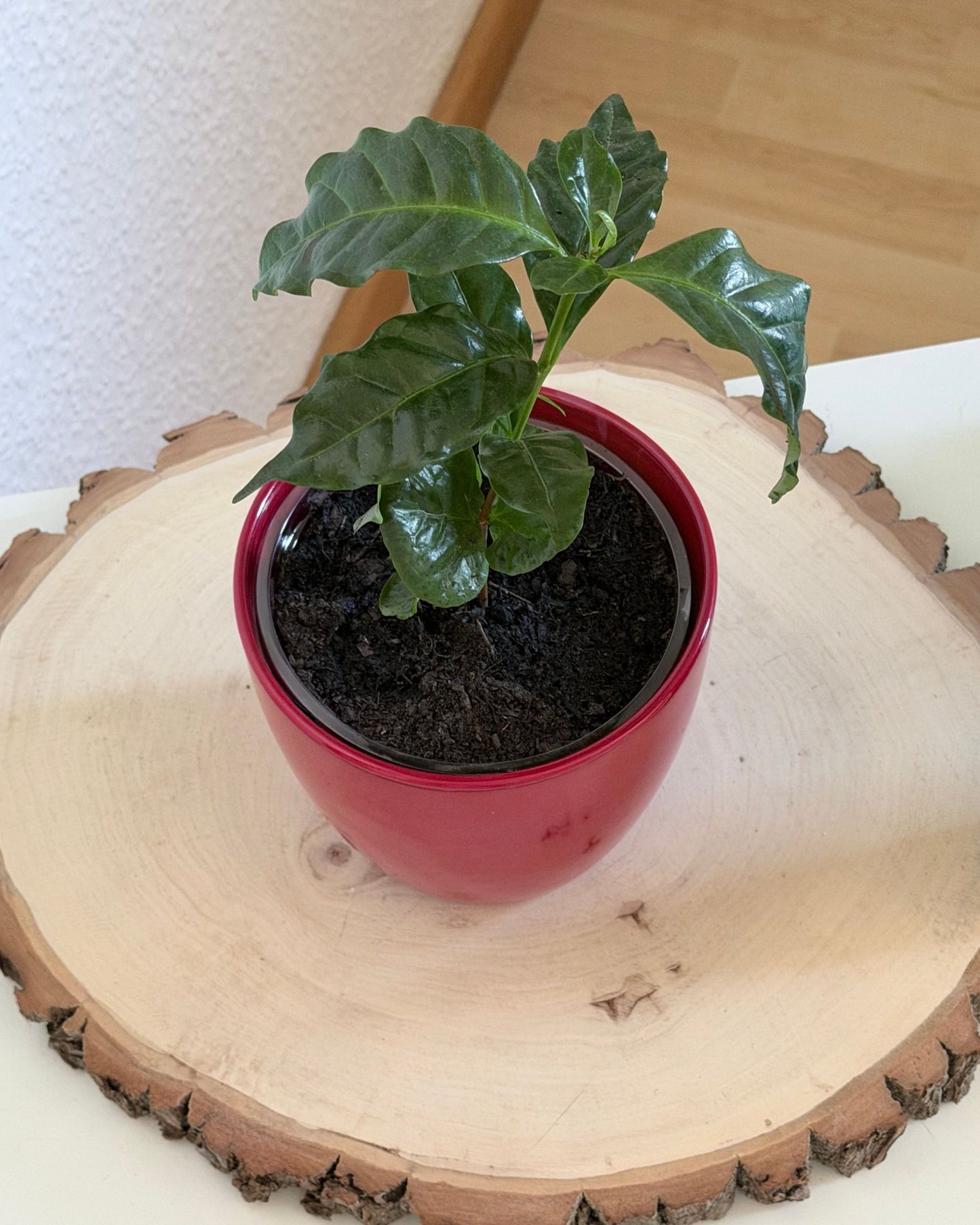Kaffeepfanze | 2 frisch eingetopfte Ableger (Ø 9cm Topf)