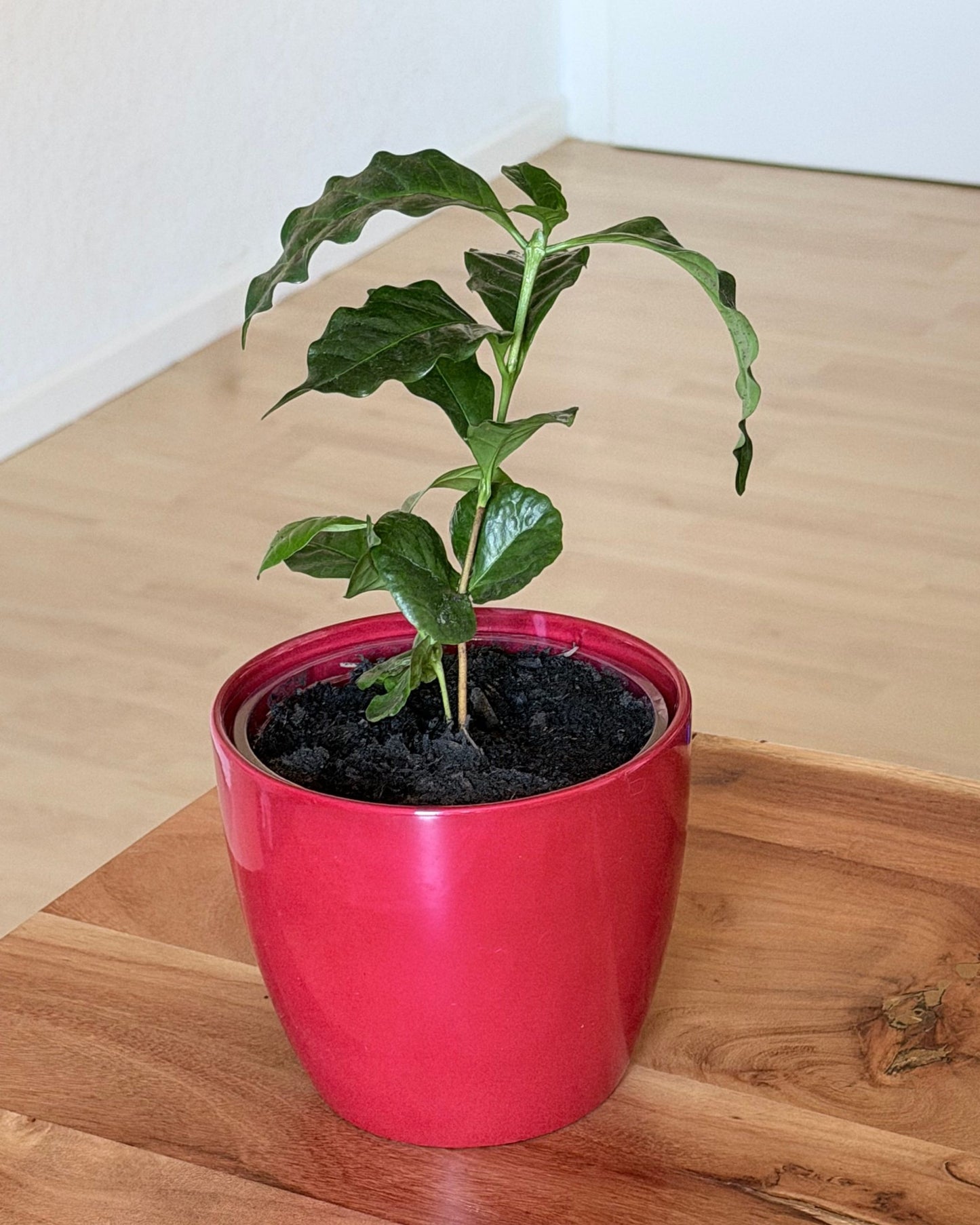 Kaffeepfanze | 2 frisch eingetopfte Ableger (Ø 9cm Topf)