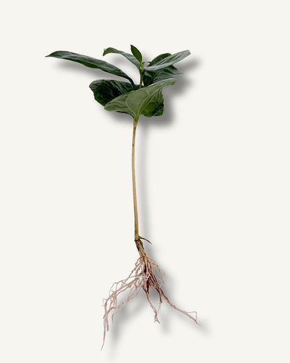 Kaffeepflanze (Coffea arabica) – bewurzelter Ableger klein