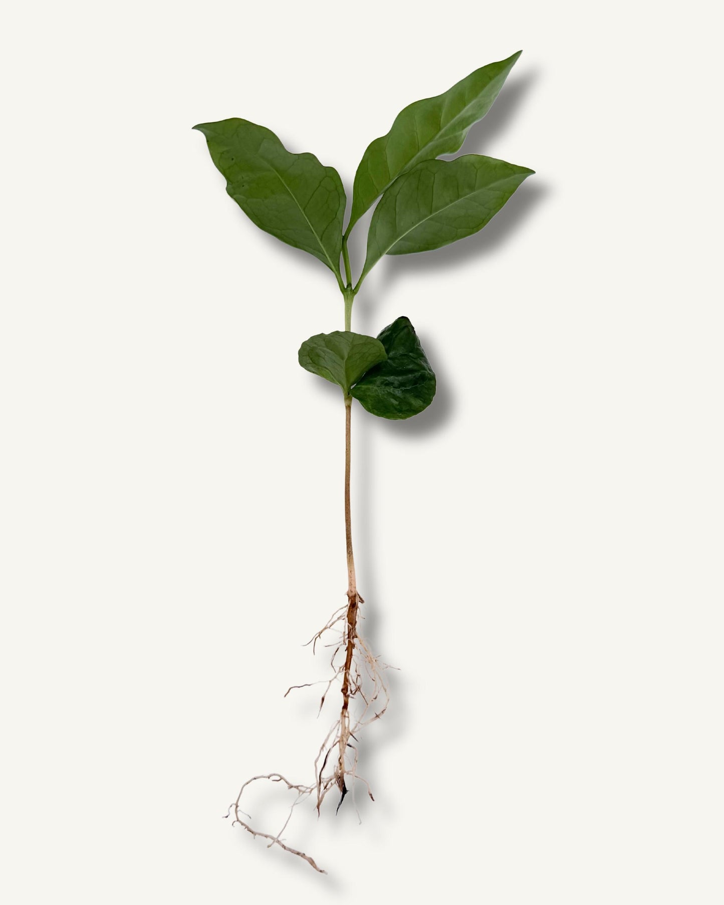 Kaffeepflanze (Coffea arabica) – bewurzelter Ableger Mittel