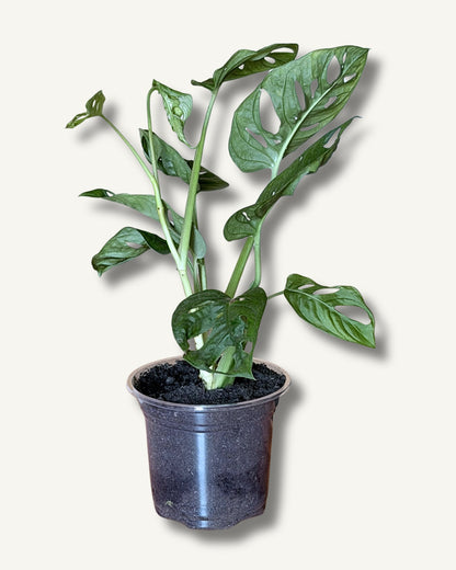 Monstera Adansonii Monkey Face | frisch eingetopfter Ableger (Ø 13cm Topf)