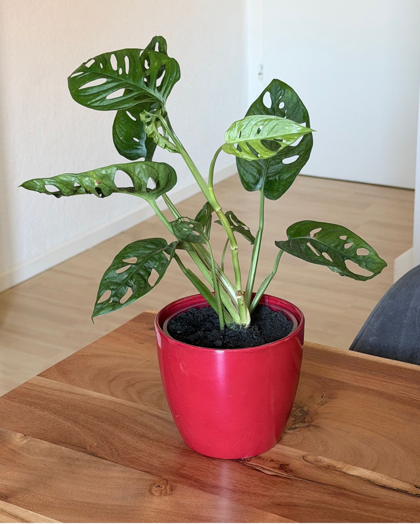 Monstera Adansonii Monkey Face | frisch eingetopfter Ableger (Ø 13cm Topf)