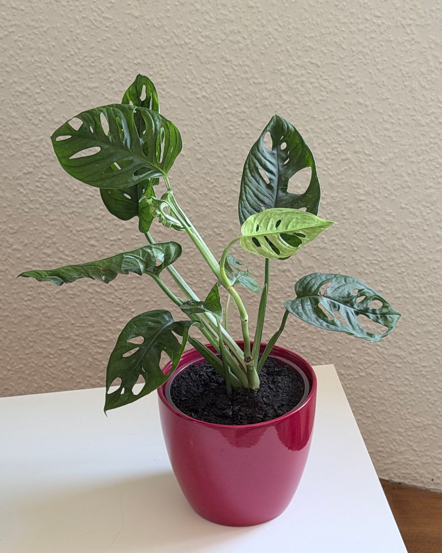 Monstera Adansonii Monkey Face | frisch eingetopfter Ableger (Ø 13cm Topf)