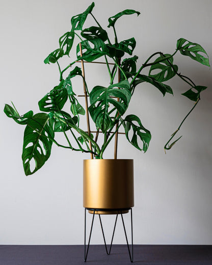 Monstera hoch wachsend monkey leaf