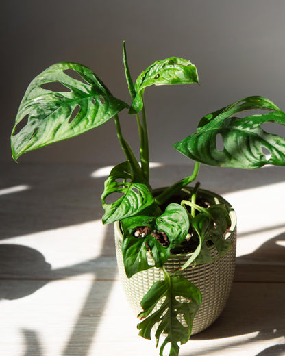 Monstera Monkey Face – Blattdetail mit typischen Löchern