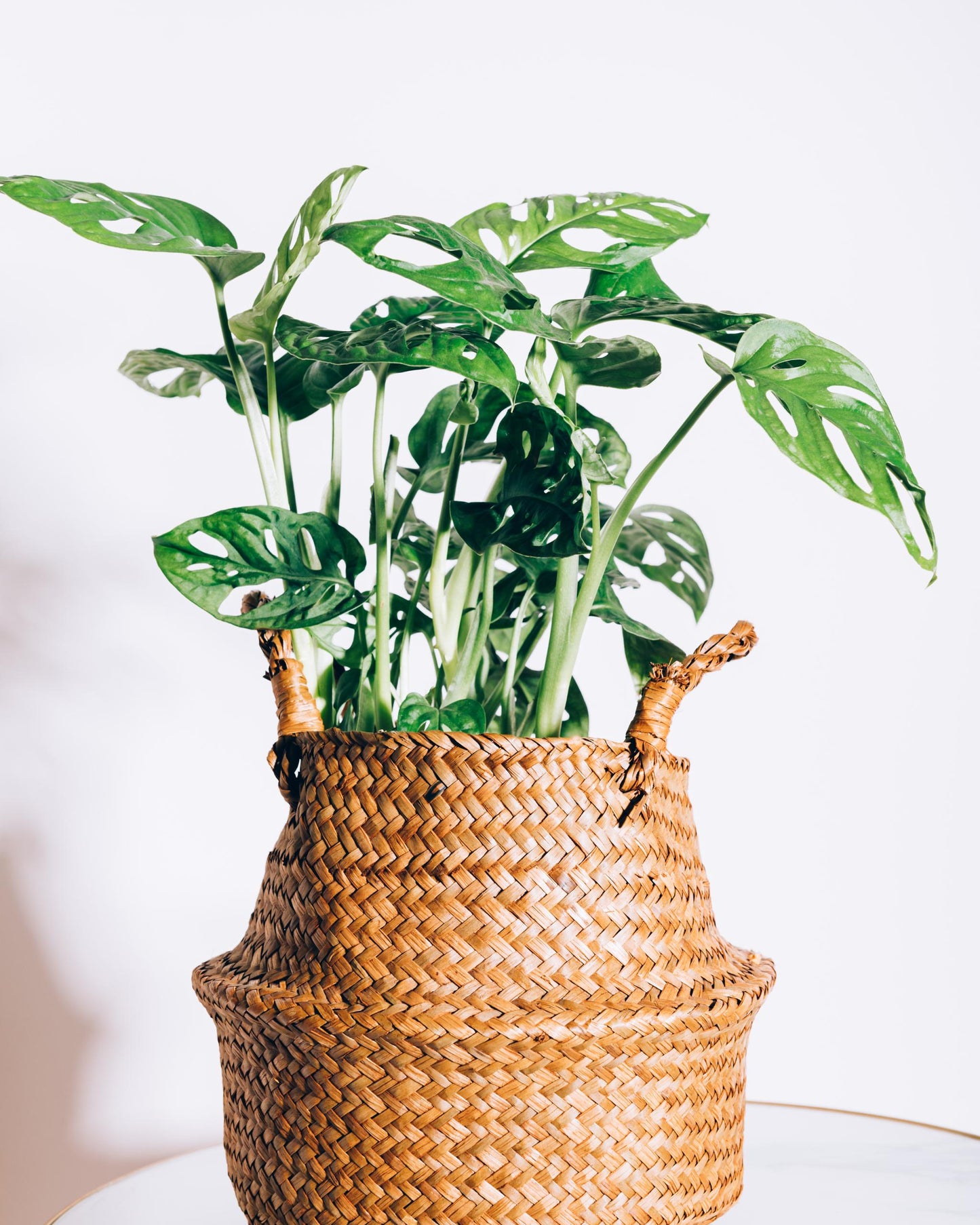 Monstera Monkey Face – Lifestyle-Foto im Wohnraum (Beispiel)