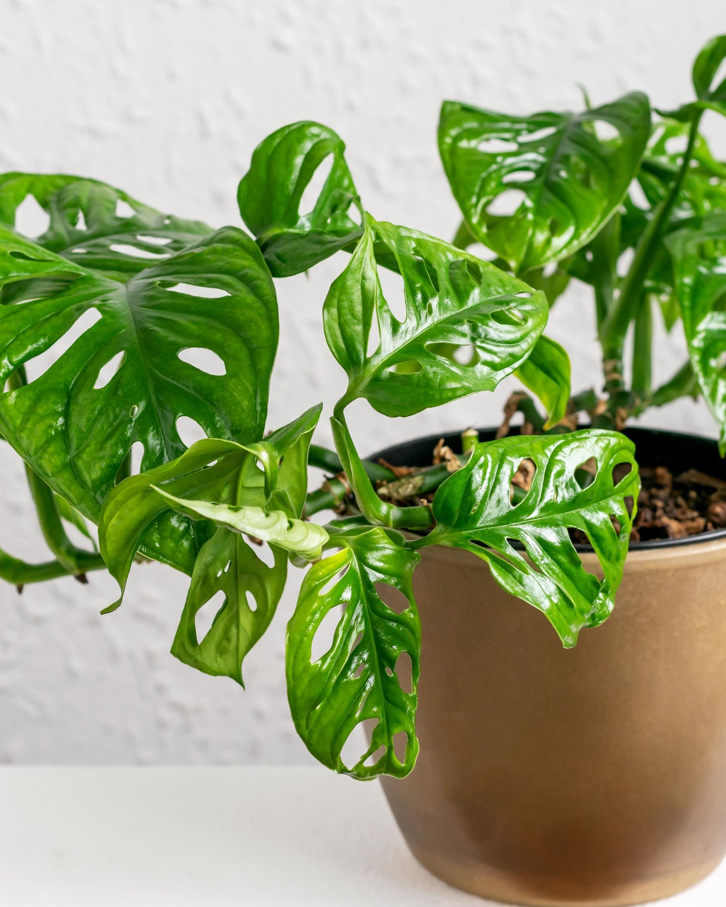 Monstera adansonii – Fensterblatt Struktur (Detail)
