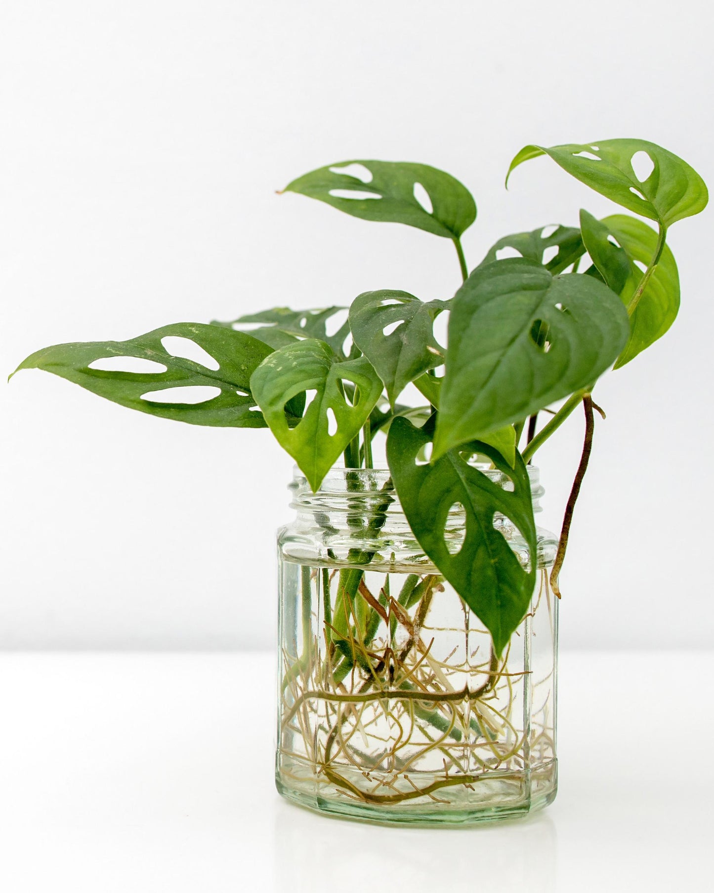 Monstera Monkey Face Ableger – Wurzeln im Glas