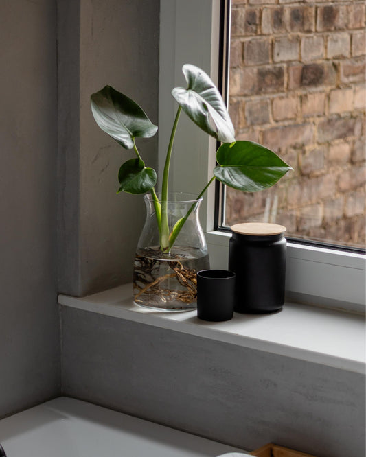 monstera deliciosa ableger in der vase im bad