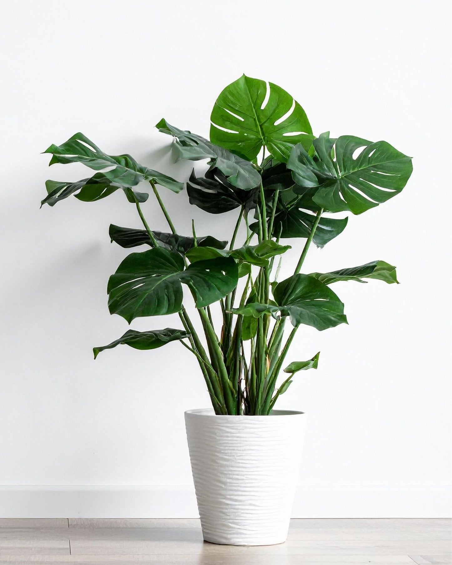 Fensterblatt – Monstera stehend (Beispiel)