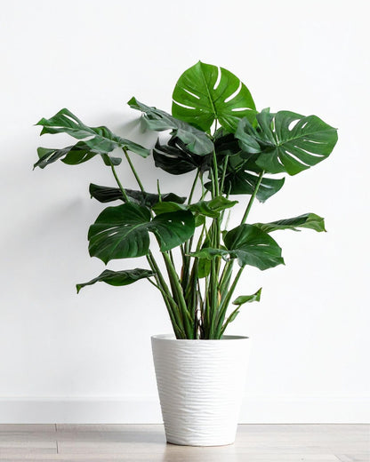 Fensterblatt – Monstera stehend (Beispiel)