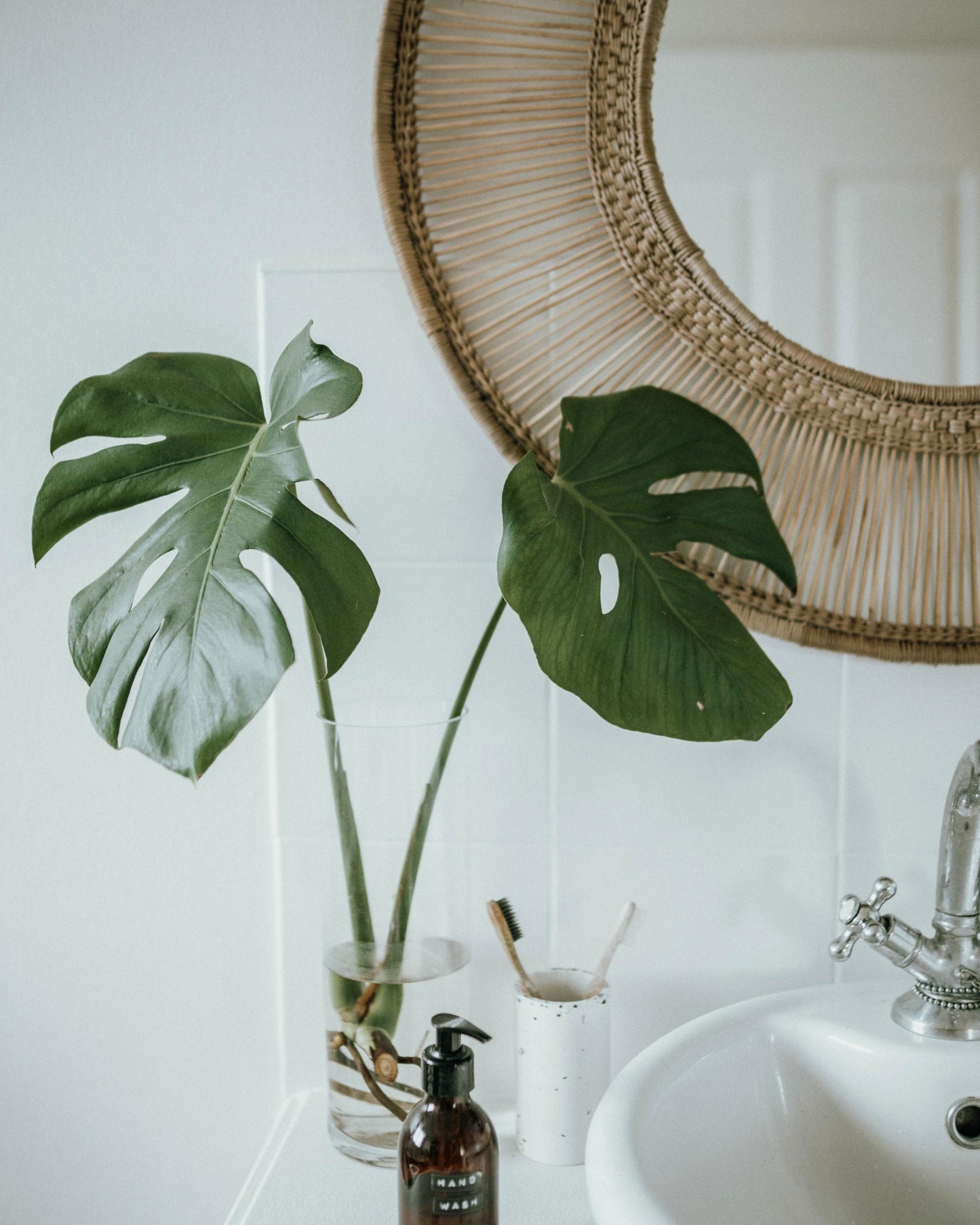 Monstera deliciosa – wächst im Zimmer (Beispiel)