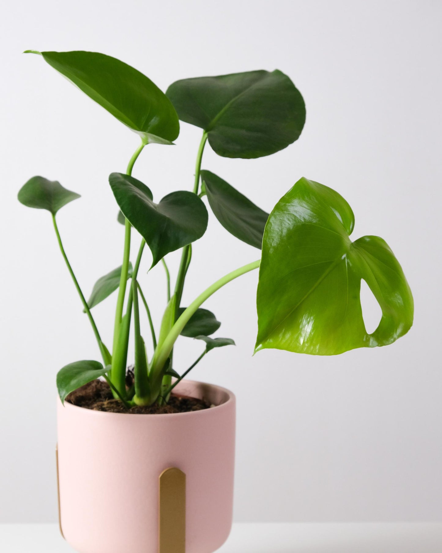 Fensterblatt – Monstera als Zimmerpflanze (Beispiel)