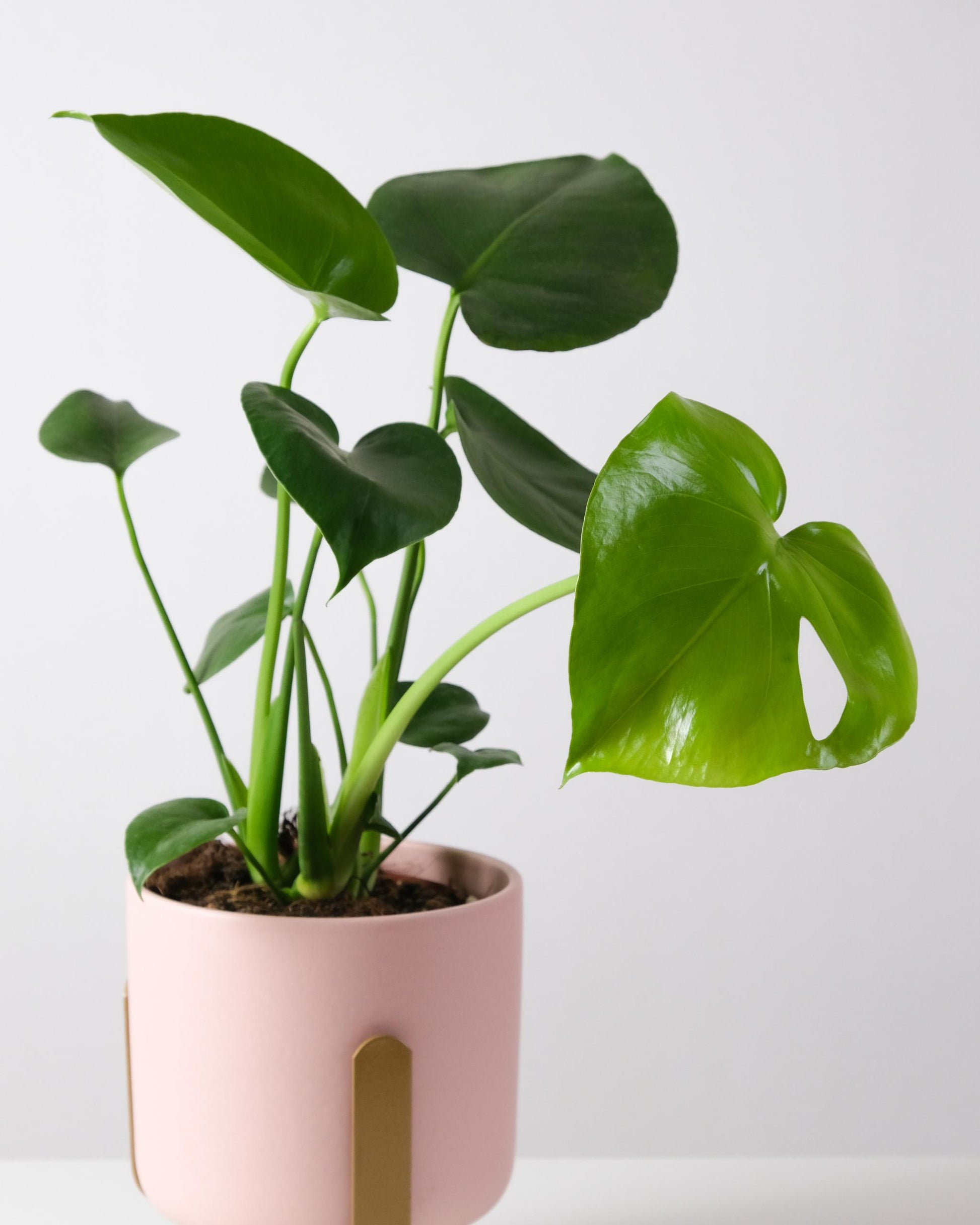 Fensterblatt – Monstera als Zimmerpflanze (Beispiel)