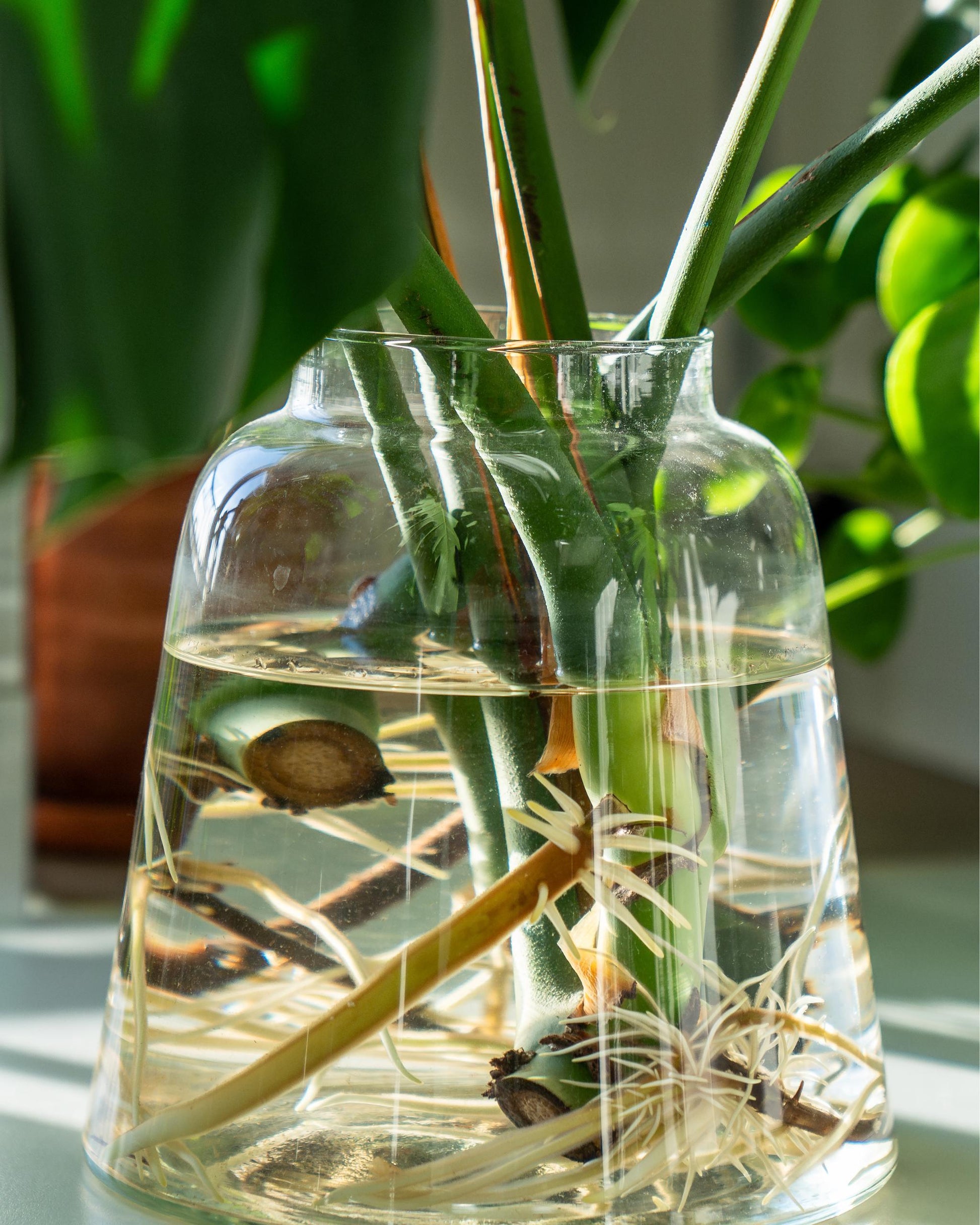 Monstera deliciosa Ableger – Wurzeln im Glas