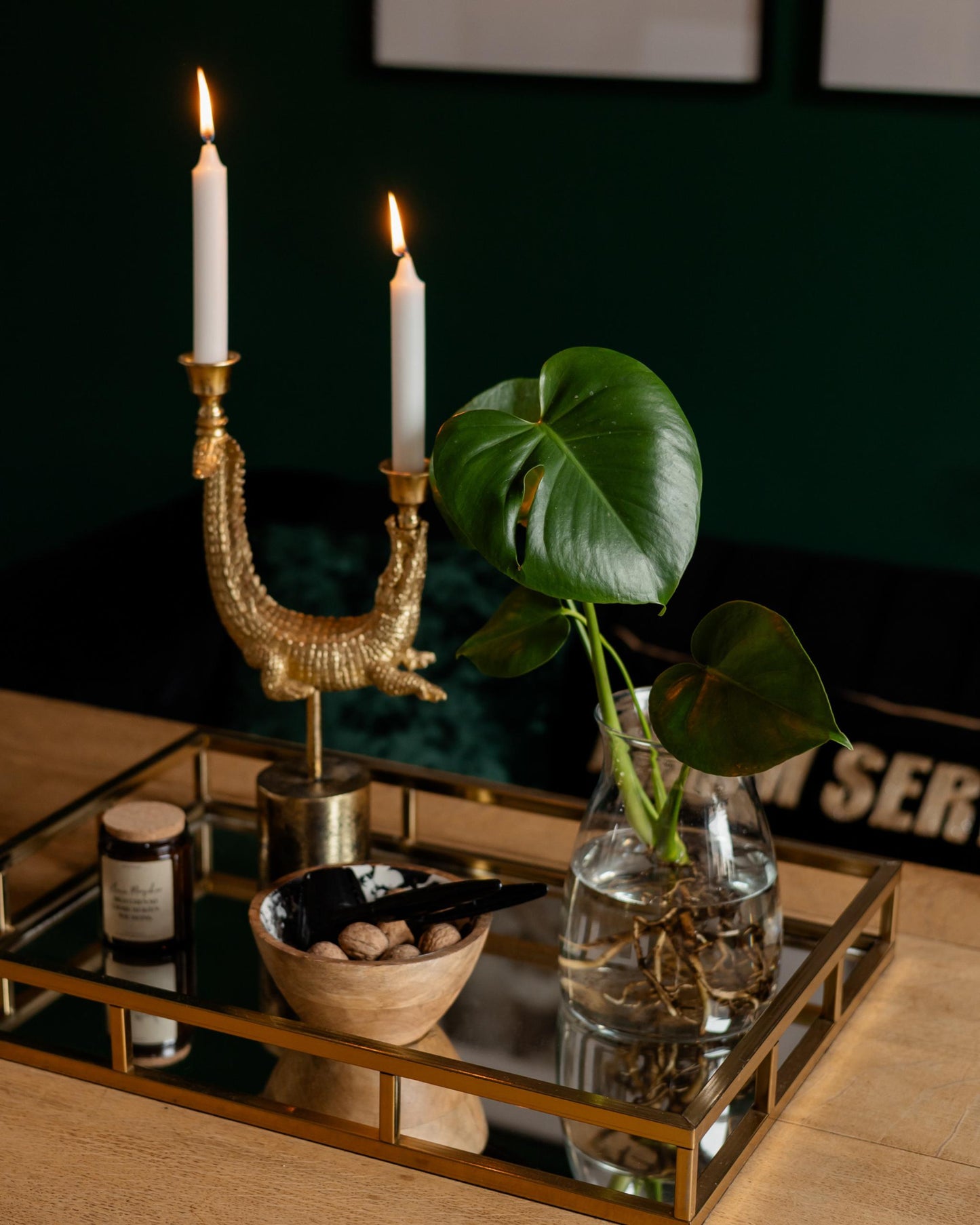 monstera deliciosa ableger in der vase