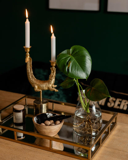 monstera deliciosa ableger in der vase