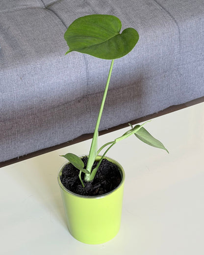 Monstera deliciosa | frisch eingetopfter Ableger (Ø 13cm Topf)