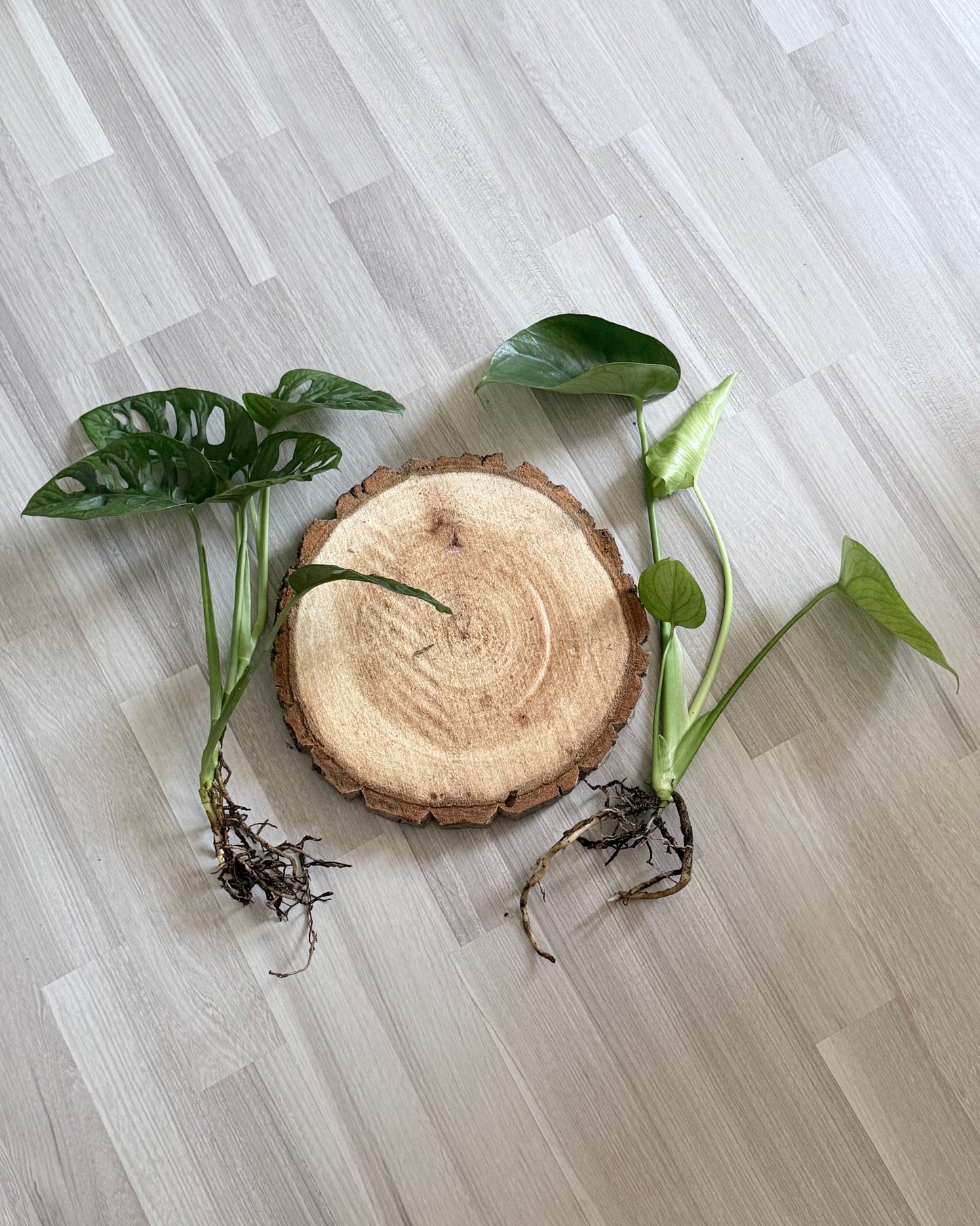 Set aus Monsteras und echt Holz Baumscheibe mit starken Wurzeln