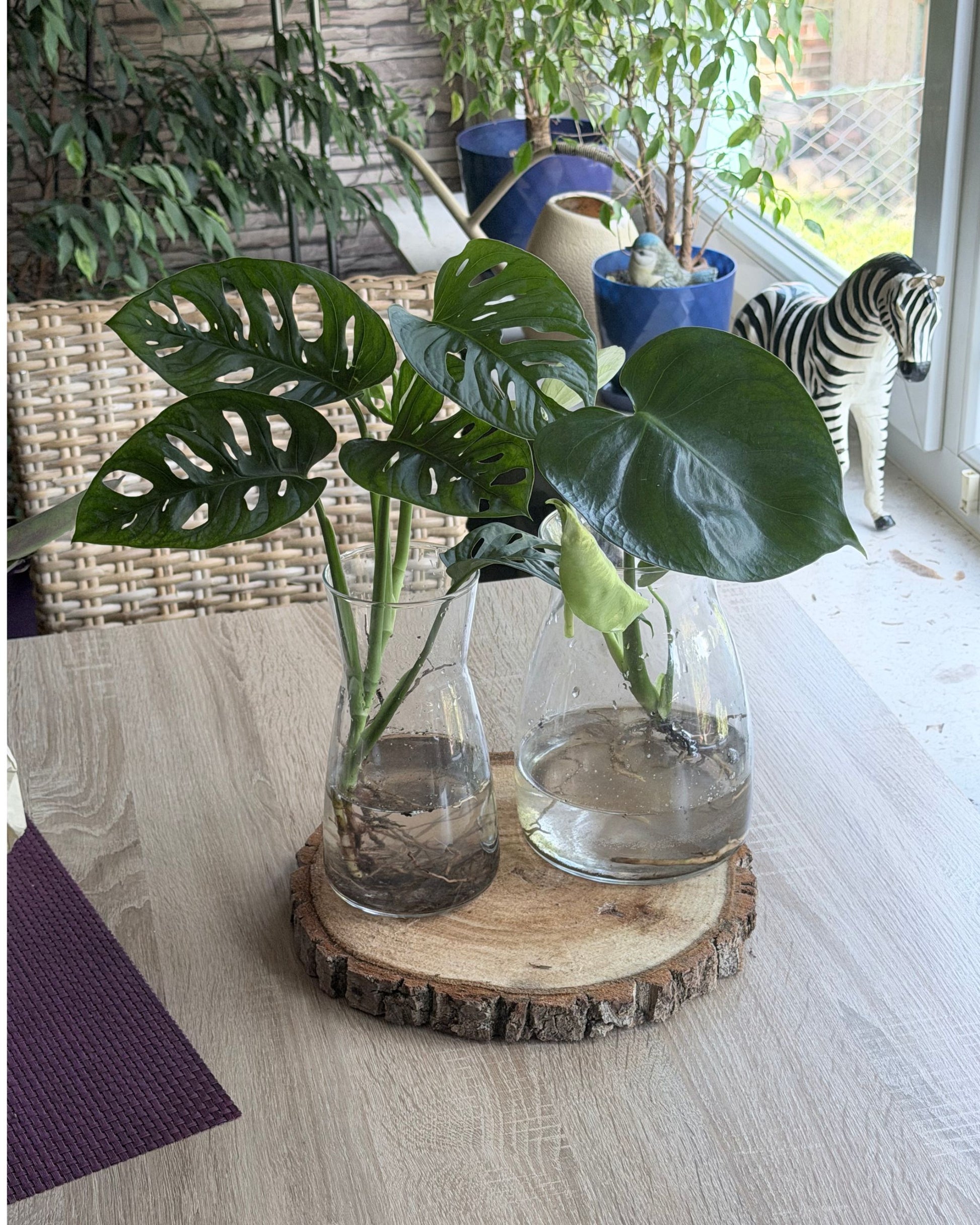 Set aus Monsteras und echt Holz Baumscheibe Abeger in Vase