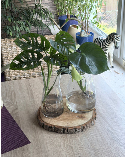 Set aus Monsteras und echt Holz Baumscheibe Abeger in Vase