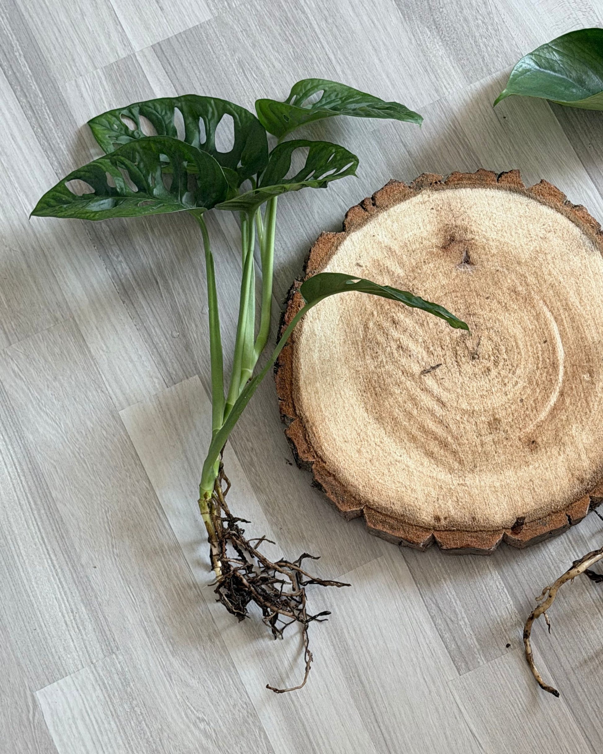 Set aus Monsteras Adansonii und echt Holz Baumscheibe
