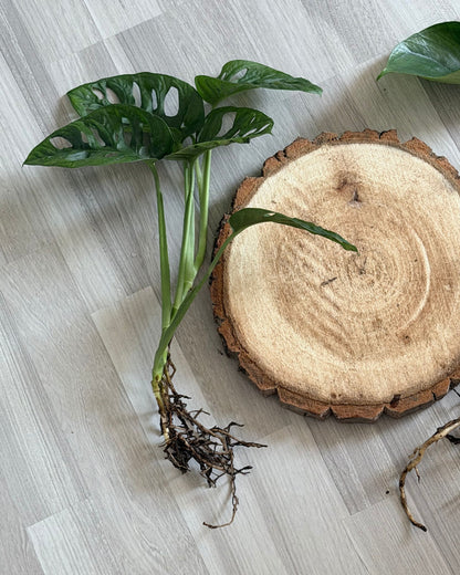 Set aus Monsteras Adansonii und echt Holz Baumscheibe