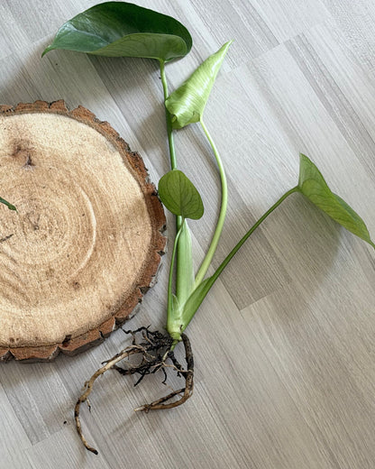 Set aus Monsteras Deliciosa und echt Holz Baumscheibe