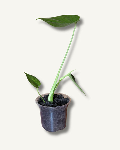 Monstera deliciosa | frisch eingetopfter Ableger (Ø 13cm Topf)