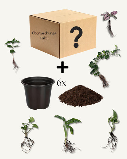 Mysterybox mit Erde und Töpfe