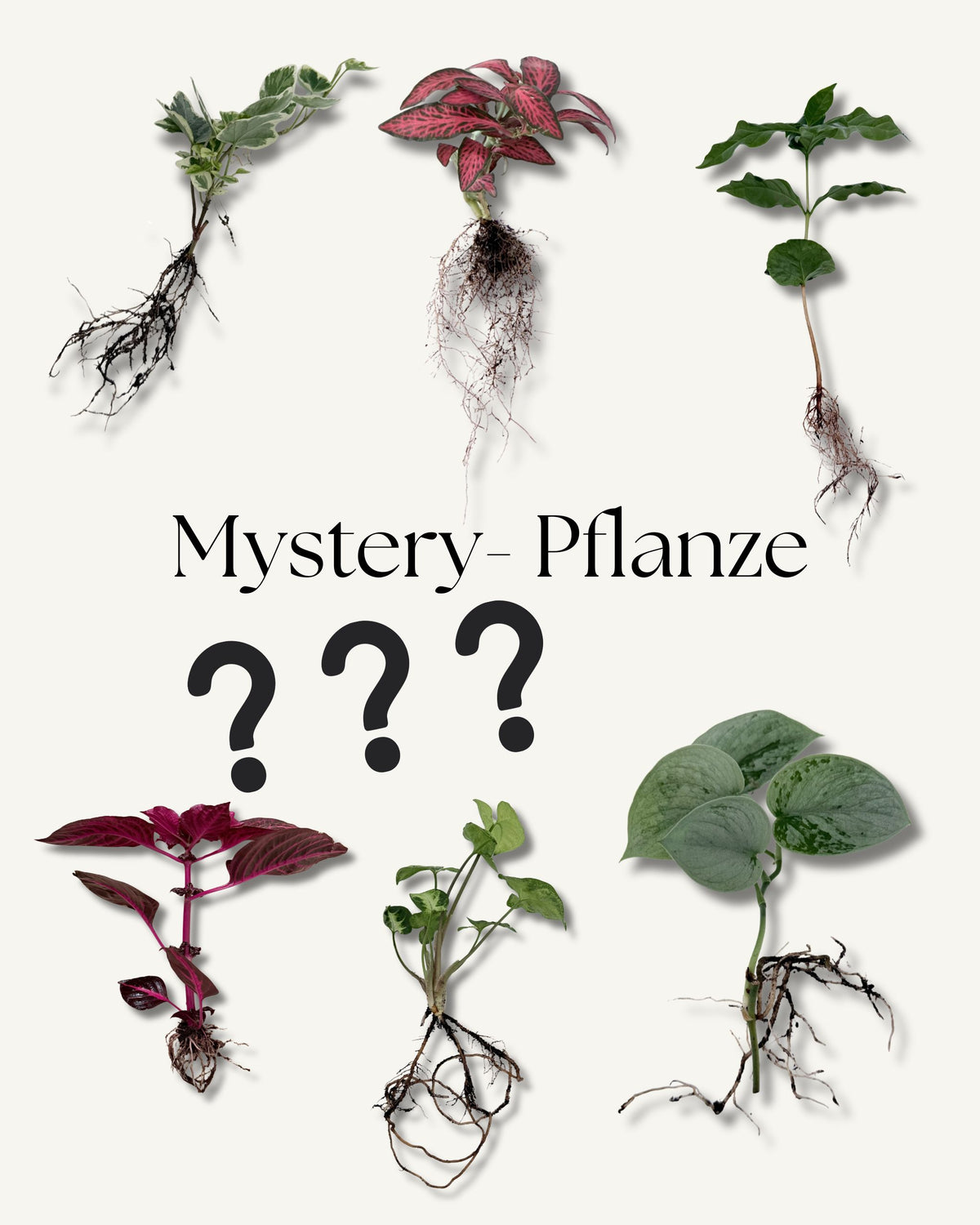 Mystery Pflanze | 1x bewurzelter Überraschungs-Ableger