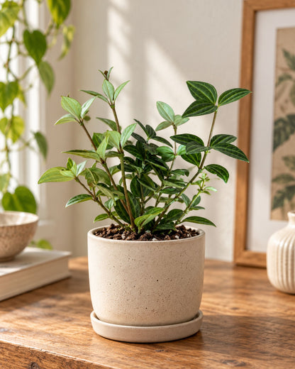 Peperomia ableger bewurzelt beispielbild im topf