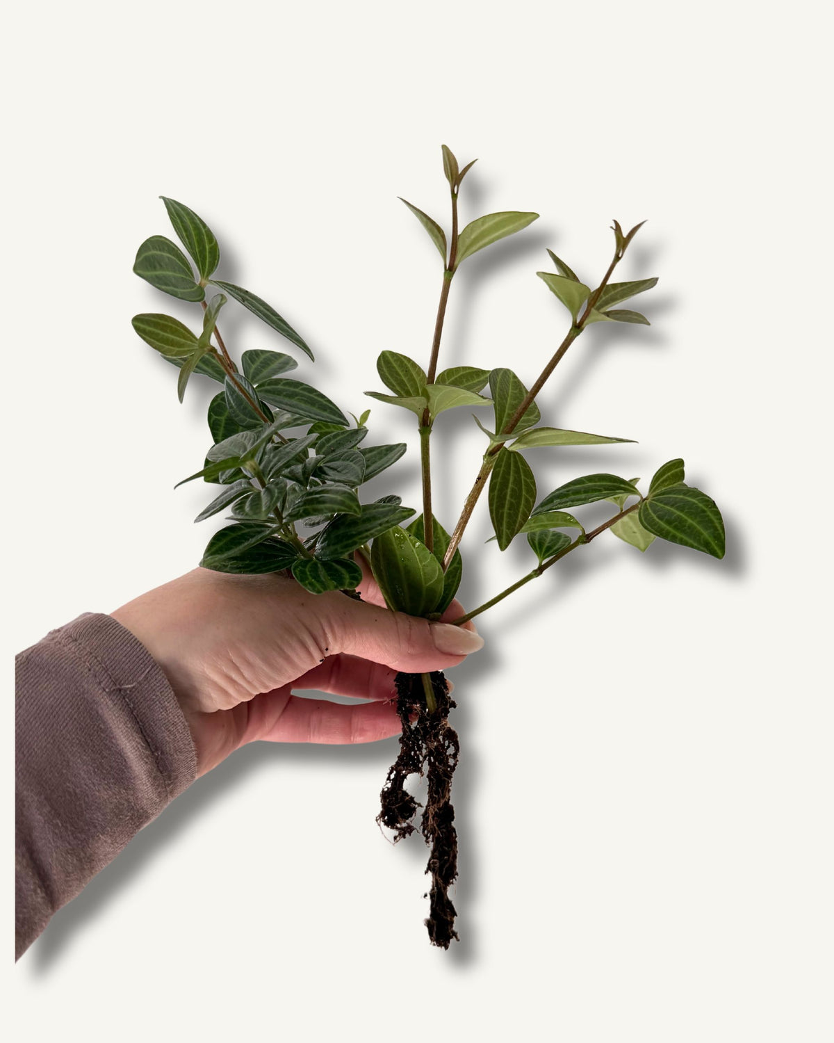 Peperomia ableger bewurzelt größenverhältnis