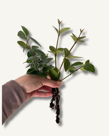 Peperomia ableger bewurzelt größenverhältnis
