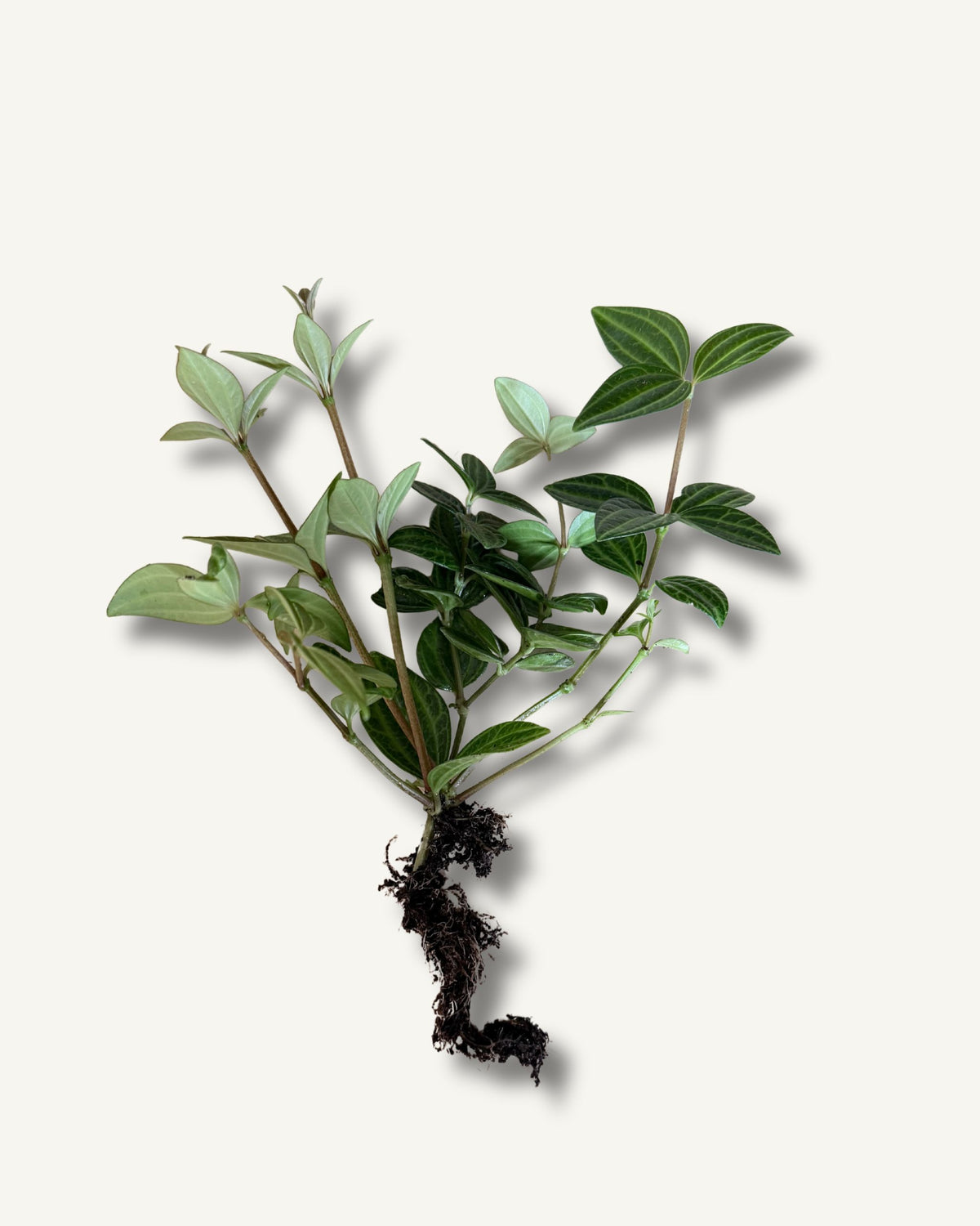 Peperomia ableger bewurzelt