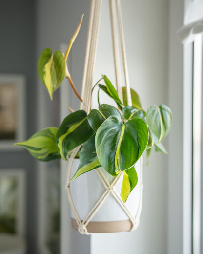 Philodendron Brasil – eingepflanzt im Topf 