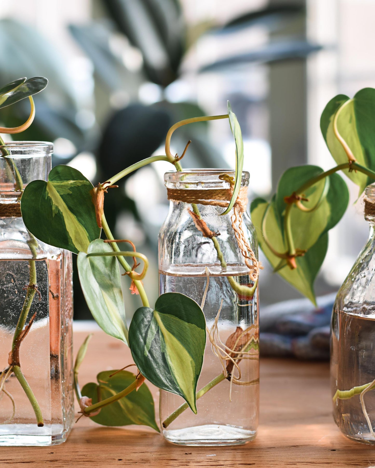 Philodendron Brasil Ableger – Wurzeln im Glas