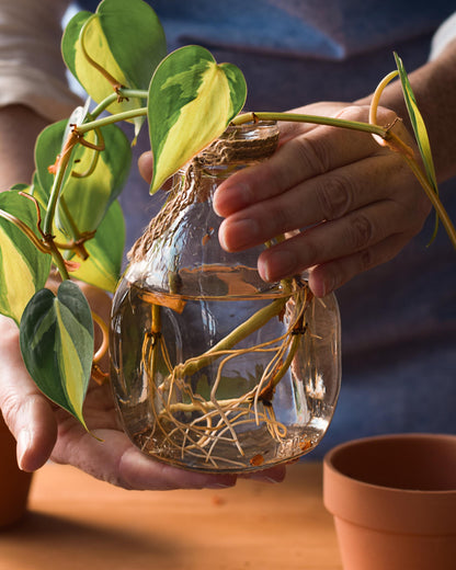 Philodendron Brasil Ableger lang – Wurzeln im Glas