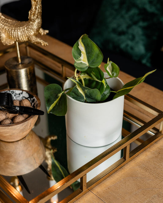 philodendron brasil im topf in der wohnung