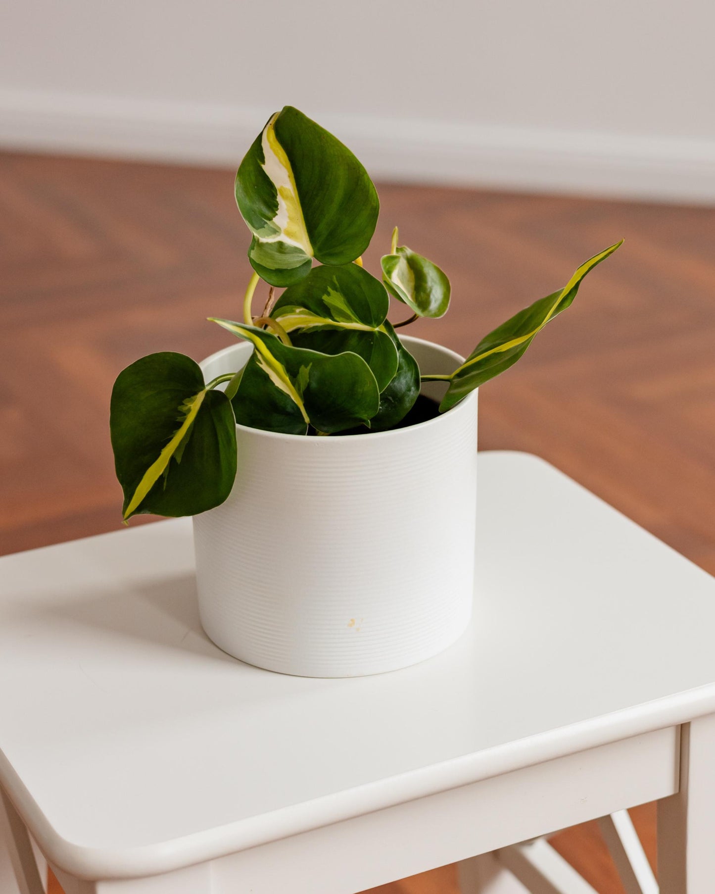 philodendron brasil nahaufnahme im topf