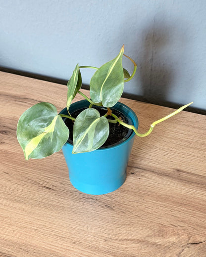 Philodendron Brasil | frisch eingetopfter Ableger (Ø 9cm Topf)