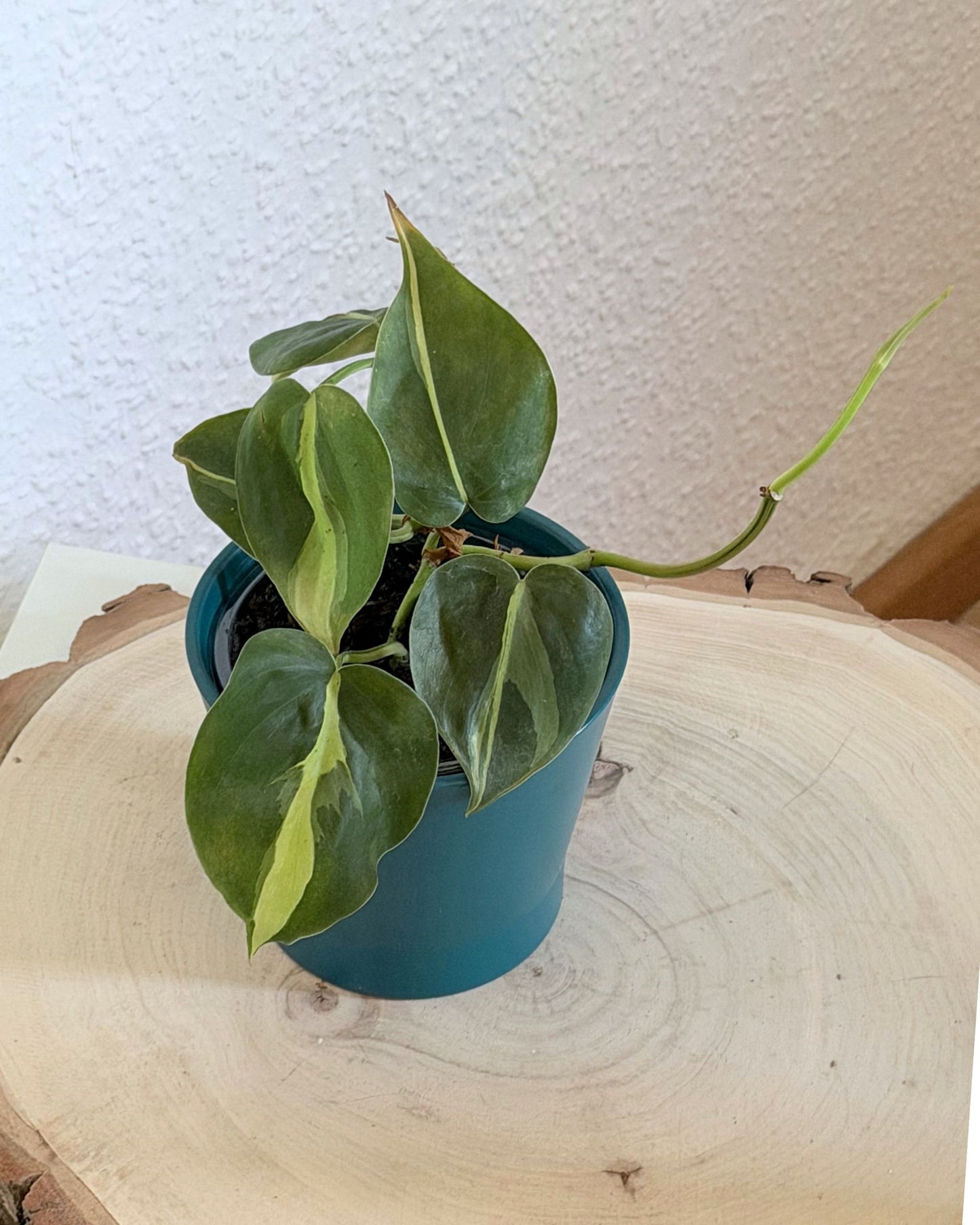 Philodendron Brasil | frisch eingetopfter Ableger (Ø 9cm Topf)
