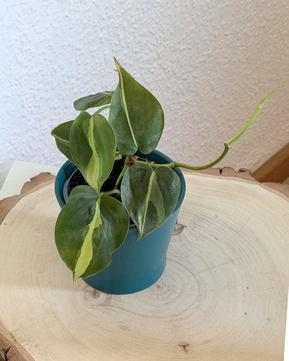 Philodendron Brasil | frisch eingetopfter Ableger (Ø 9cm Topf)