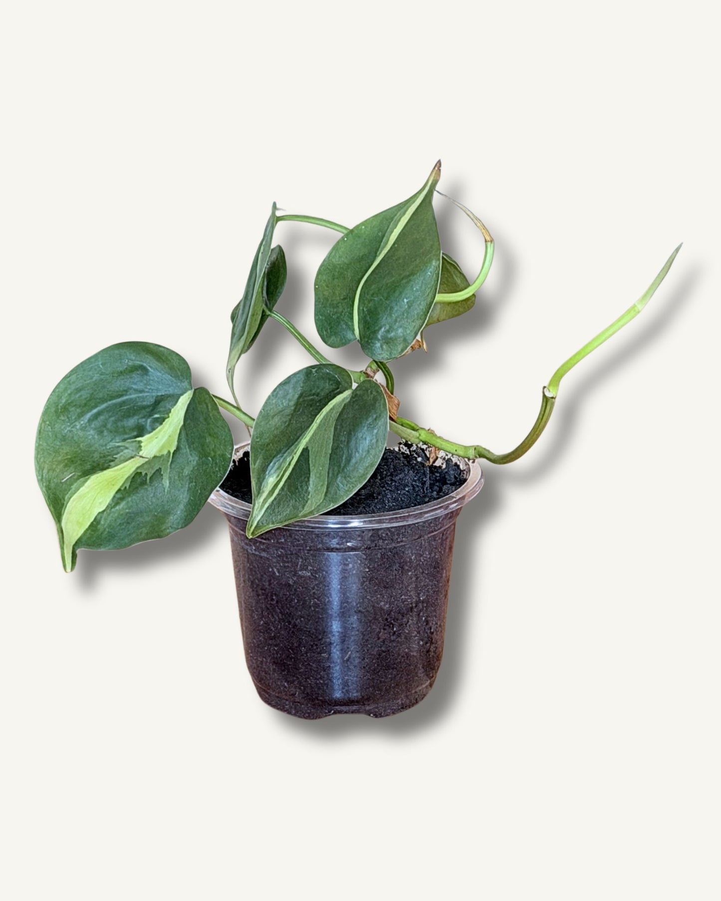 Philodendron Brasil | frisch eingetopfter Ableger (Ø 9cm Topf)